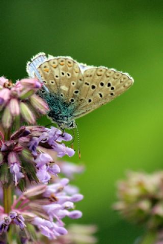 okgzl Gk Mavisi (Polyommatus bellargus)