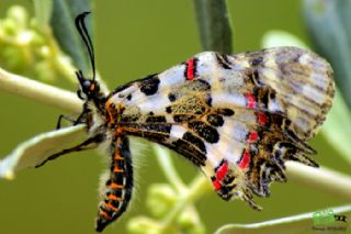 Orman Fistosu (Allancastria  cerisyi)