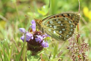 Gzel nci (Argynnis aglaja)