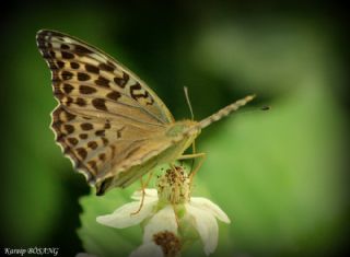Bahadr (Argynnis pandora)