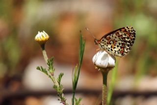 Gzel parhan (Melitaea syriaca)