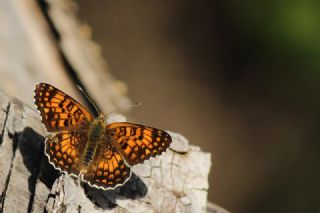 Benekli Byk parhan (Melitaea phoebe)