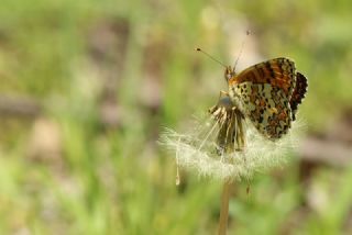 Benekli Byk parhan (Melitaea phoebe)