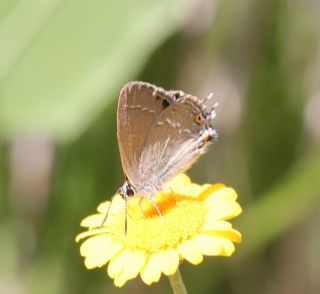 Sevbeni (Satyrium abdominalis)