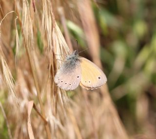 Kafkasya Zpzp Perisi (Coenonympha symphita)