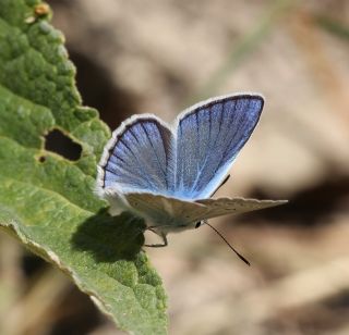 okgzl Siyan Mavisi (Polyommatus cyaneus)