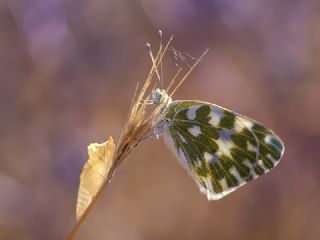 Yeni Beneklimelek (Pontia edusa)