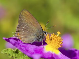 Byk Sevbeni (Satyrium ilicis)