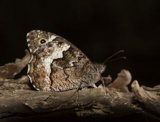 Byk Karamelek (Hipparchia syriaca)