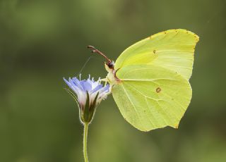 Yeni Beneklimelek (Pontia edusa)