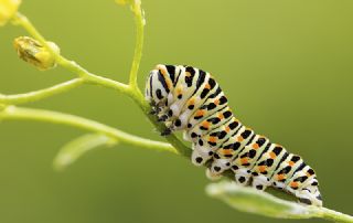 Krlangkuyruk (Papilio machaon)
