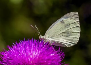 Byk Beyazmelek  (Pieris brassicae)