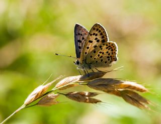 sli Bakr Gzeli (Lycaena tityrus)