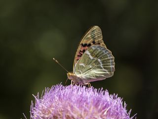Bahadr (Argynnis pandora)