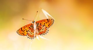 Benekli parhan (Melitaea didyma)