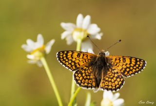 parhan (Melitaea cinxia)