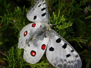 Apollo (Parnassius apollo)