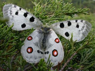 Apollo (Parnassius apollo)