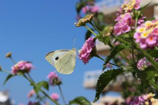 Byk Beyazmelek  (Pieris brassicae)