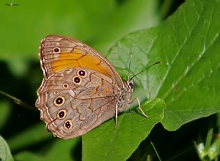 Aa Esmeri (Kirinia roxelana)