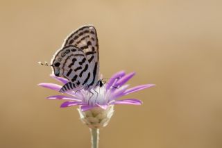 Balkan Kaplan (Tarucus balkanicus)