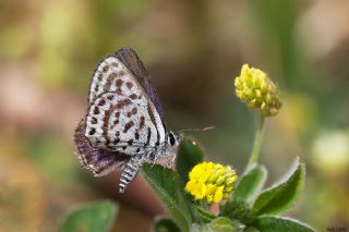 Balkan Kaplan (Tarucus balkanicus)
