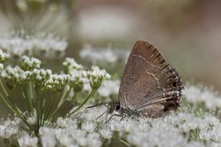 ranl Sevbeni (Satyrium marcidum)