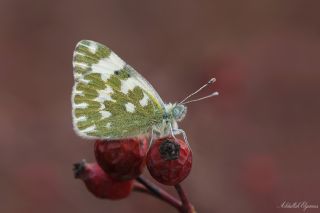 Yeni Beneklimelek (Pontia edusa)