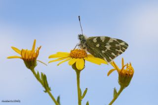 Yeni Beneklimelek (Pontia edusa)