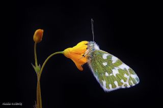 Yeni Beneklimelek (Pontia edusa)