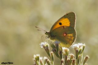 Sar Azamet (Colias croceus)