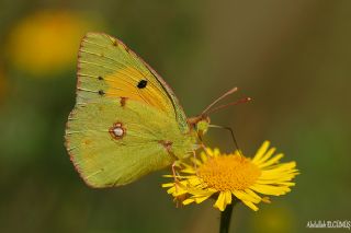 Sar Azamet (Colias croceus)