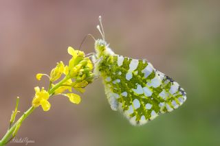 Da Oykls (Euchloe ausonia)