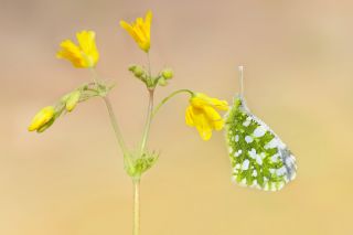 Da Oykls (Euchloe ausonia)