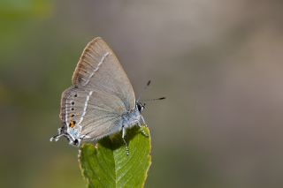 Gzel Sevbeni (Satyrium spini)