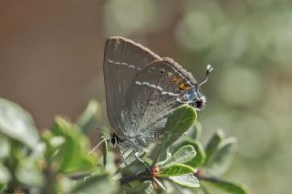 Gzel Sevbeni (Satyrium spini)