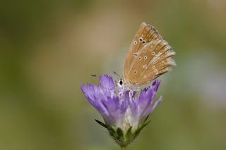 okgzl Dafnis (Polyommatus daphnis)