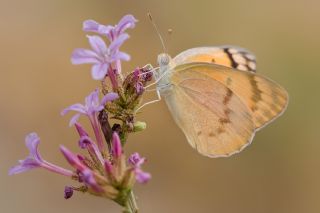 Mezopotamya Kolotisi (Colotis fausta)