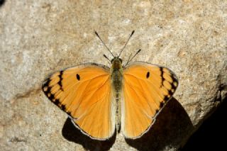 Mezopotamya Kolotisi (Colotis fausta)