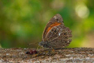 Aa Esmeri (Kirinia roxelana)