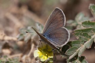 Karsandra (Zizeeria karsandra)