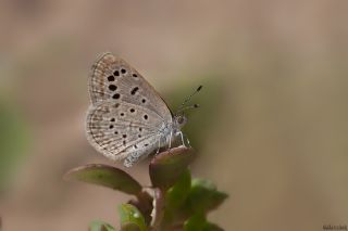 Karsandra (Zizeeria karsandra)