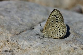 Karsandra&nbsp;(Zizeeria&nbsp;karsandra)