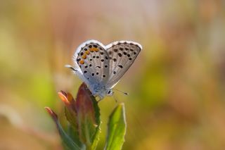 Himalaya Mavisi (Pseudophilotes vicrama)