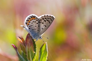 Himalaya Mavisi (Pseudophilotes vicrama)