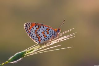 Gzel parhan (Melitaea syriaca)