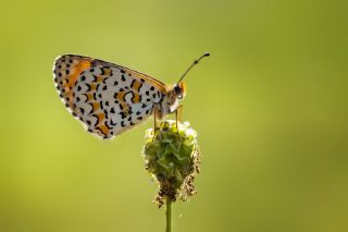 Gzel parhan (Melitaea trivia)