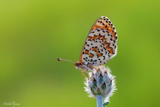 Gzel parhan (Melitaea syriaca)