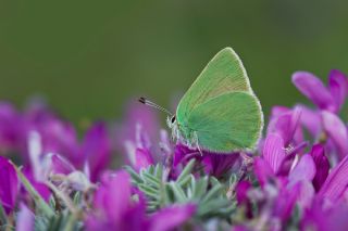 Anadolu Zmrt (Callophrys paulae)