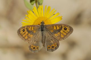 Kk Esmerboncuk (Lasiommata megera)